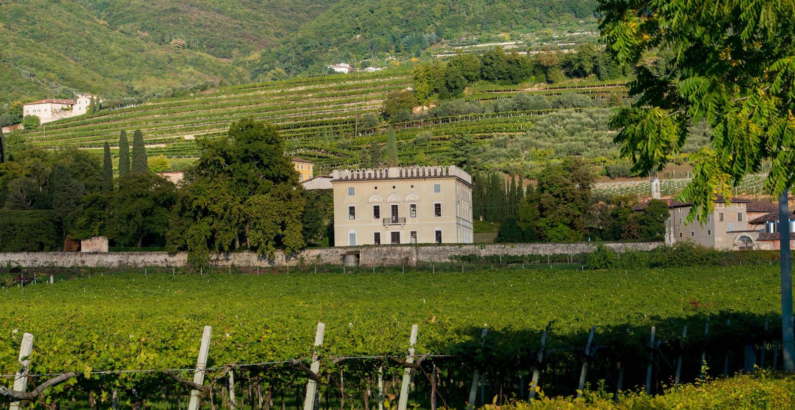 Guerrieri Rizzardi Amarone della Valpolicella