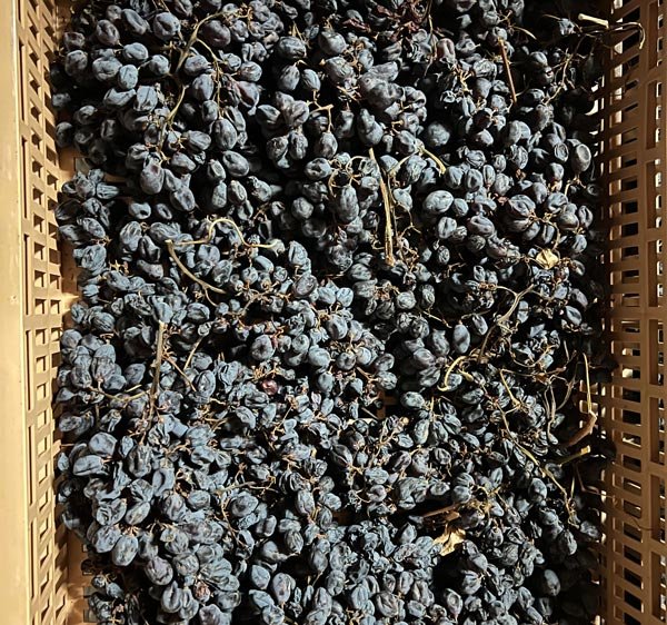 Torre d'Orti Amarone della Valpolicella